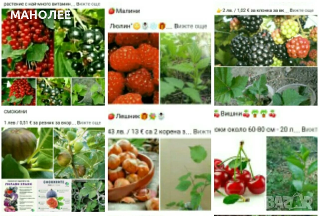 🍇🍒🍇Плодове - разсад 🍓🍎🍏🍋🍒🍇
