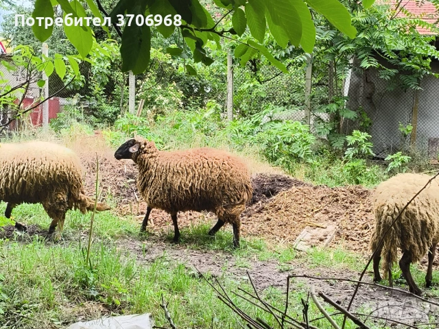 Продавам Овце и Агнета, снимка 6 - Овце - 54736912