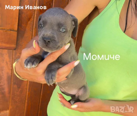 Сини питбулчета , снимка 8 - Питбул - 55671958