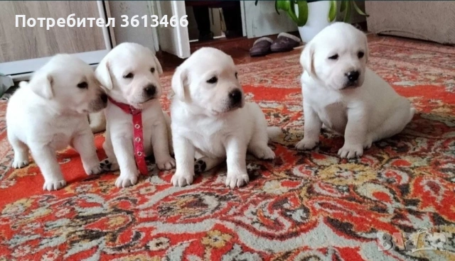 Лабрадор ретривър чистокръвни бели, снимка 3 - Лабрадор ретривър - 54096290