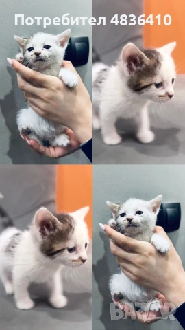 Подарявам котенца на 2 месеца, снимка 8 - Други - 54655045