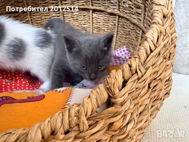 Британска котка , снимка 2 - Британска късокосместа - 54498153