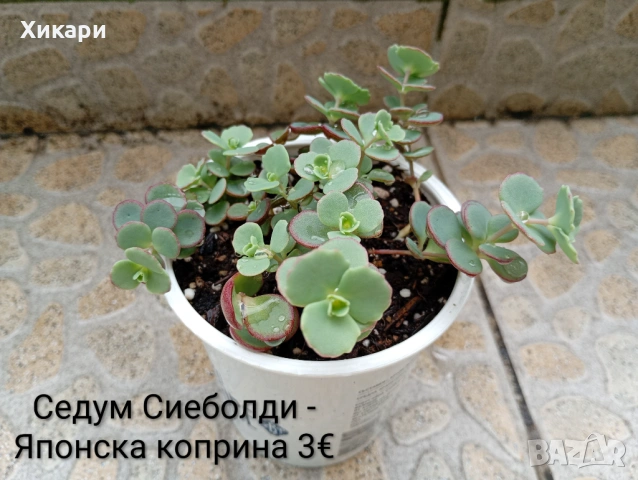 Седум Сиеболди - Японска коприна 