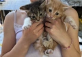 Спешно търся дом за 4 малки котенца, снимка 4