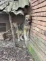Подарявам каракачанки , снимка 5