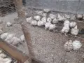 Кокошки  бройлери, снимка 6