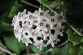 Хоя, hoya kanyakumariana, снимка 1