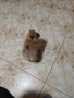 Mini Pomeran, снимка 11