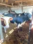 Продавам 3 Мъжки Телета, снимка 3