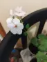 Комплект Мушкато - разсад 10 бр - общо 10 €, снимка 9
