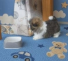 Мъжко пекинезче, снимка 2