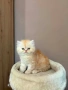 Персийски котенца , снимка 4