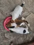 Продавам кученца Джак Ръсел, снимка 5