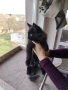 Уникални котенца Мейн кун , снимка 8