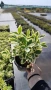 Евонимус Браво, Euonymus japonicus Bravo, снимка 7
