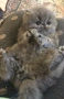 Персийски котетата, снимка 4