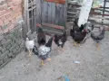 Катунски  петли , снимка 2