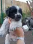 Подарявам малки кученца , снимка 2