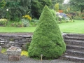 Мини Смърч Коника (Picea glauca 'Conica'), снимка 1