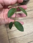 Hoya Хоя Thompsonii white & Pink , снимка 1