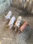 Малки прасенца за продан, снимка 1