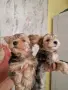 Мъжко йорки супер цена, снимка 2