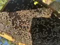 Продавам пчелни семейства , снимка 3