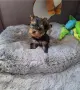 Йоркширски териер, снимка 1