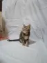 Три котенца ТАБИ, снимка 4