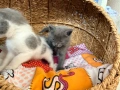 Британска котка , снимка 1