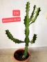 Еуфорбия Euphorbia lactea, снимка 1