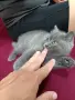 Британче момиченце , снимка 5