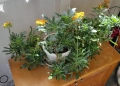 Цвете еленови рога, снимка 1