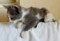 Подарявам малко котенце, снимка 3