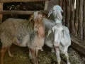 овце коч агнетаа, снимка 1