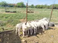 Продавам  домашно гледани ярета, снимка 1