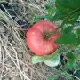 Продавам Розов домат, снимка 12