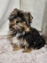 Йоркширски териер , снимка 7