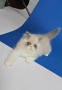 Персийски котенца , снимка 10
