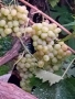 Вкоренени лозички на 2-3години., снимка 8