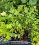 Йоща, йоста, jostaberry (Ribes × nidigrolaria), снимка 5