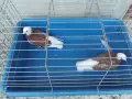 Белослатински червени , снимка 3