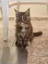 котенца Мейн Куун, снимка 3