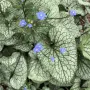 Brunnera Silver Heart-Брунера сребърно сърце, снимка 1