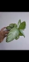 Еписцея, episcia silver sheen, снимка 2