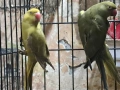 продавам папагали малак александар , снимка 3