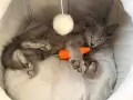 Коте - 2 месеца, снимка 8