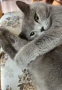 Британски късокосмести котета, снимка 7