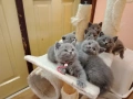 Британчета котета, снимка 6