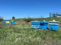 Пчелни кошери в гр. Варна, снимка 2